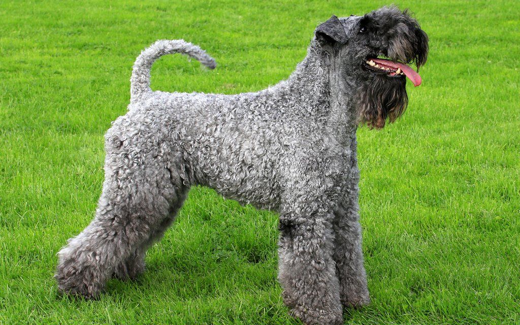 Kerry Blue Terrier razas de perros hipoalergénicos