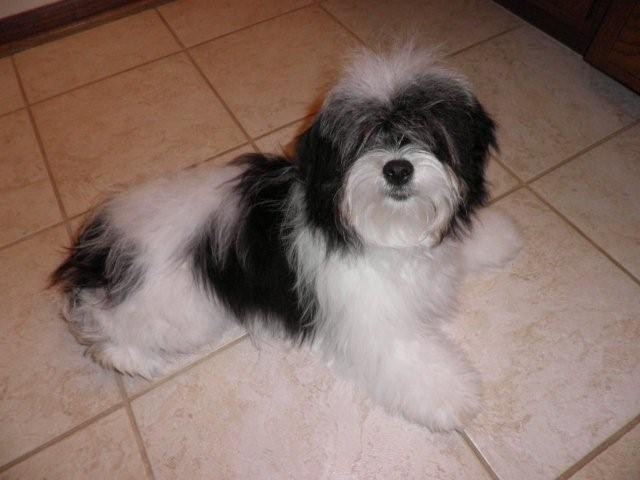 Kyi-Leo razas de perros hipoalergénicos