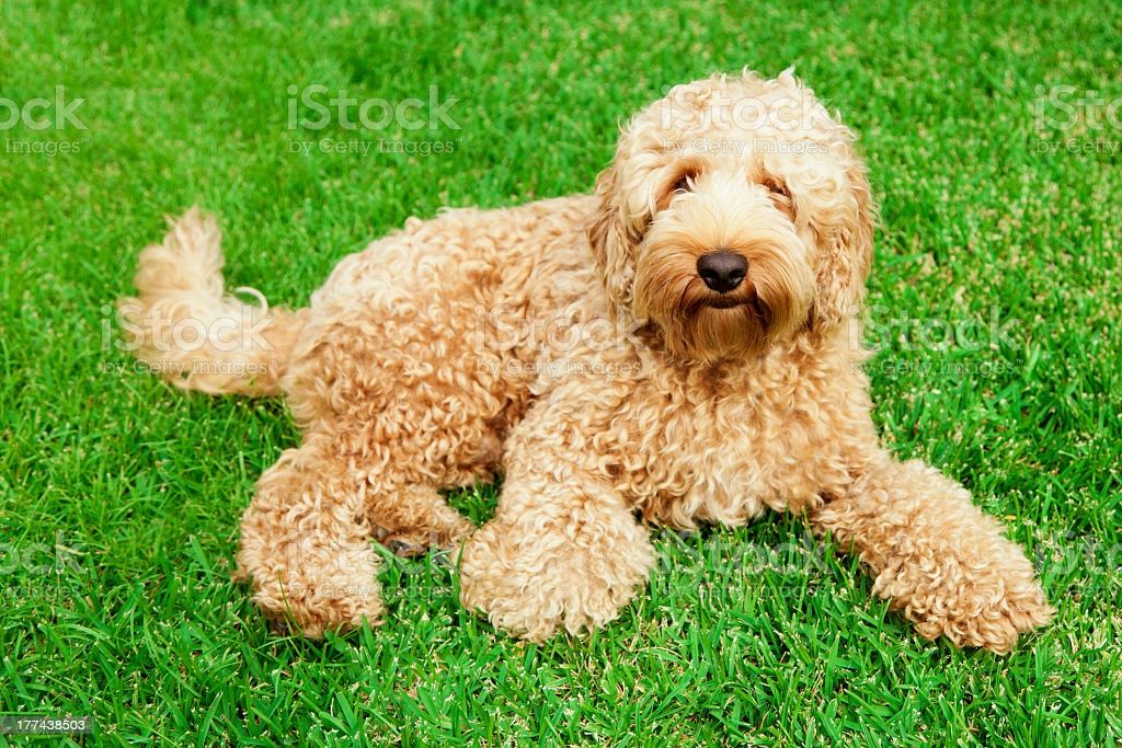 Labradoodle razas de perros hipoalergénicos