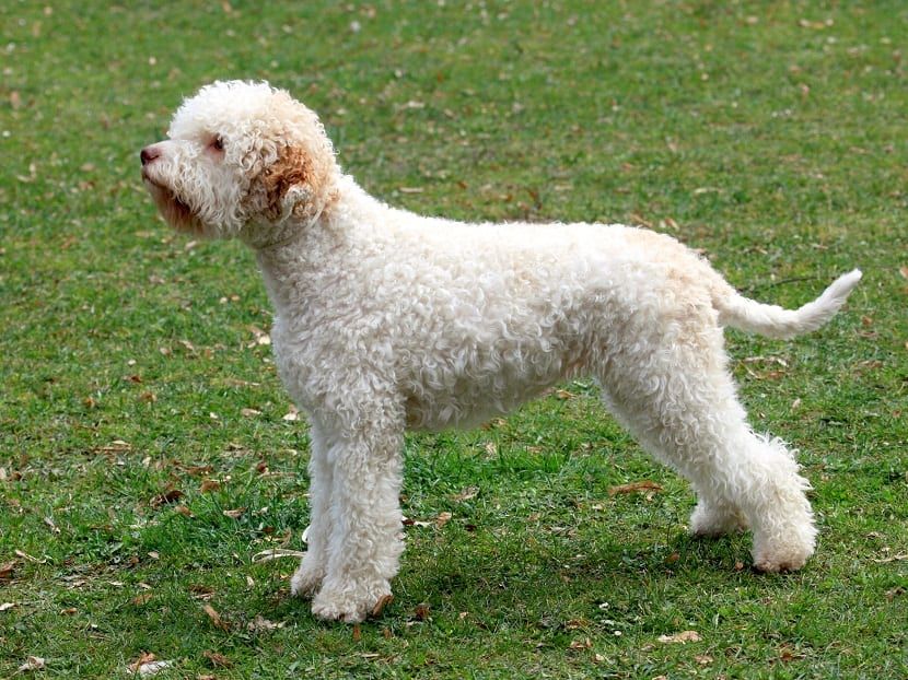 Lagotto Romagnolo razas de perros hipoalergénicos