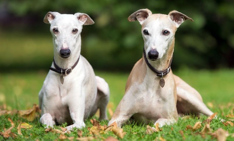 Lebrel whippet razas de perros hipoalergénicos