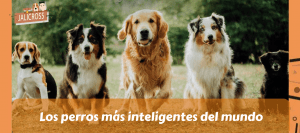 Los perros más inteligentes del mundo