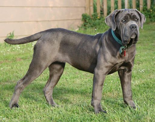 Mastín italiano o Cane Corsos razas de perros más fuertes
