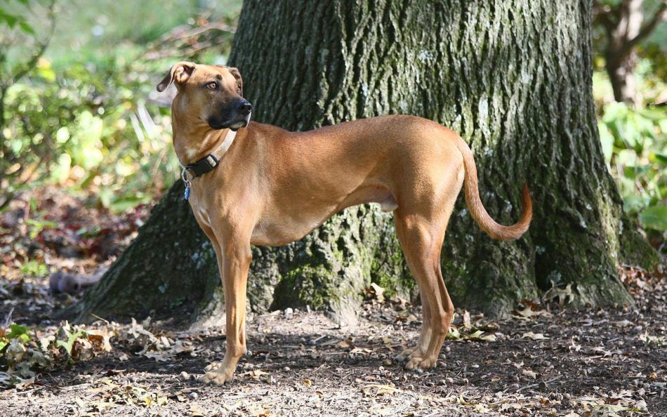 Mountain Cur razas de perros hipoalergénicos