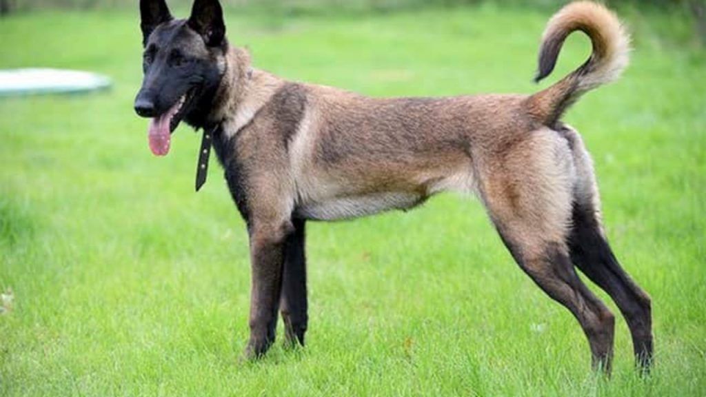 Pastor belga malinois razas de perros más fuertes