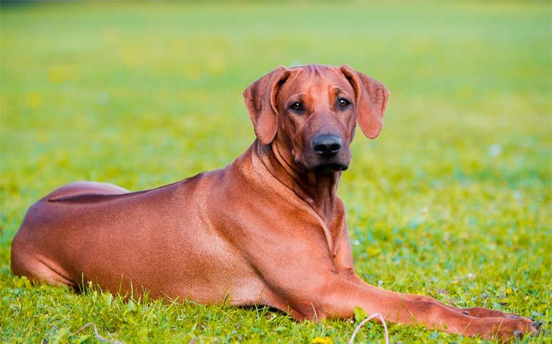 Perro crestado rodesiano (Ridgeback de Rhodesia) razas de perros más fuertes