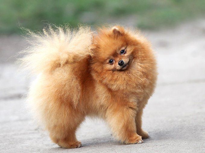 Pomerania perros mas bonitos y bellos