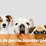 Razas de perros hipoalergénicos