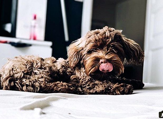 Ruso Tsvetnaya Bolonka razas de perros hipoalergénicos