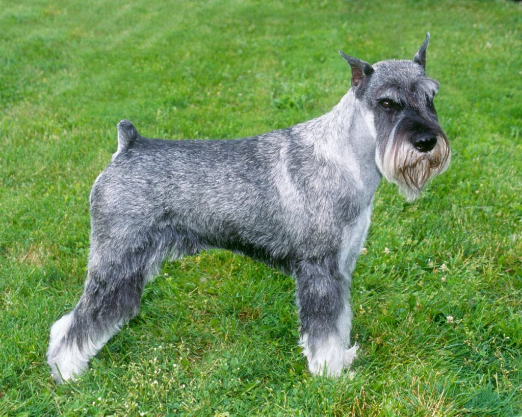 Schnauzer estándar razas de perros hipoalergénicos
