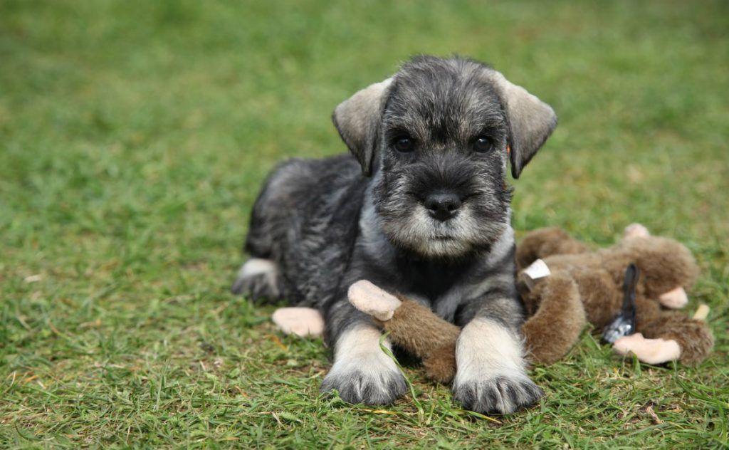 Schnauzer miniatura perros más inteligentes