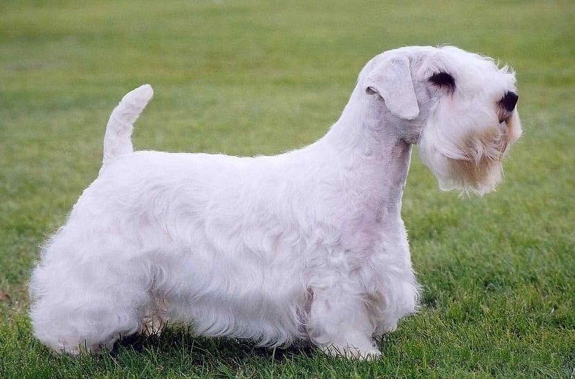 Sealyham Terrier razas de perros hipoalergénicos