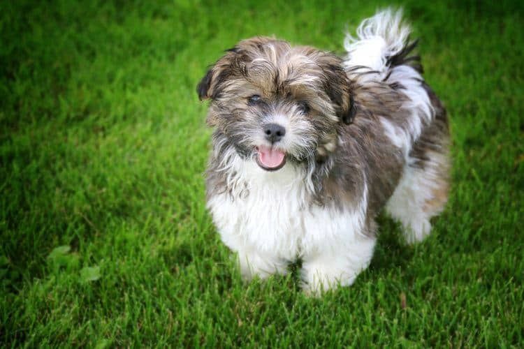 Shichon razas de perros hipoalergénicos