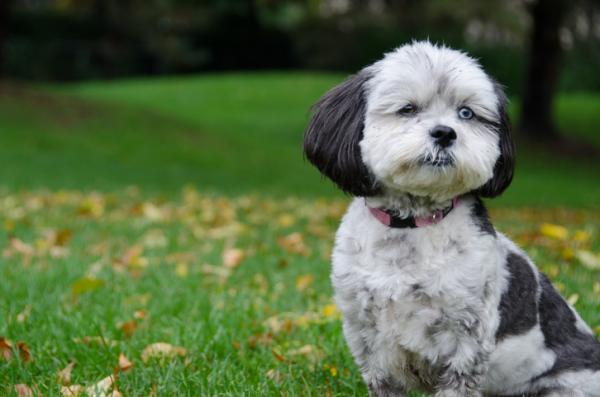 Shih Poo razas de perros hipoalergénicos