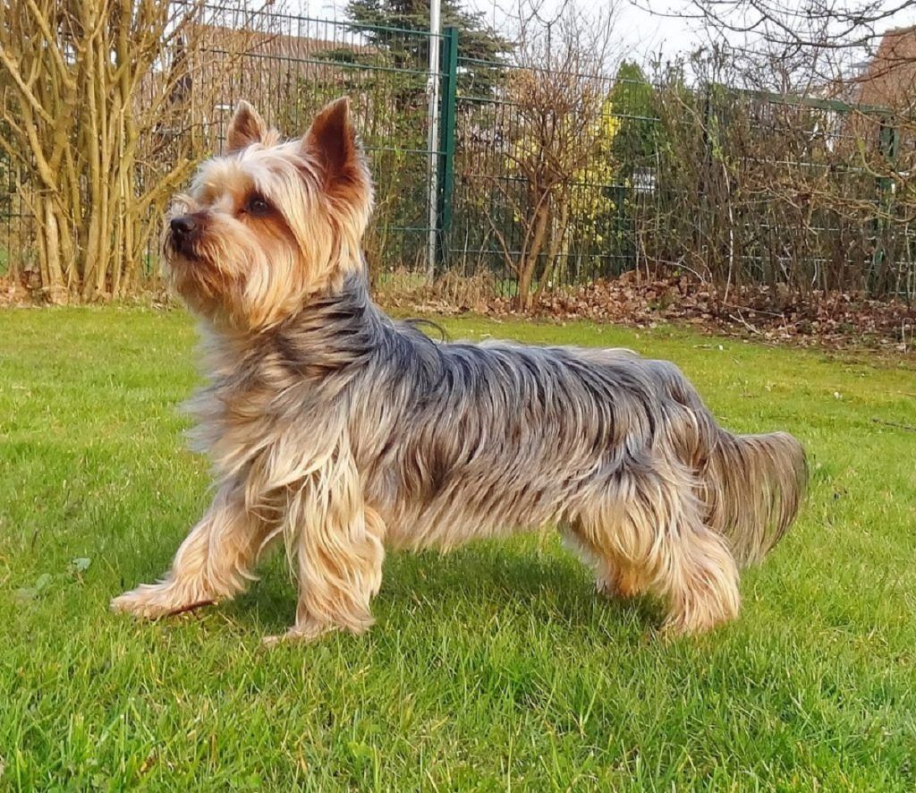 Terrier australiano razas de perros hipoalergénicos