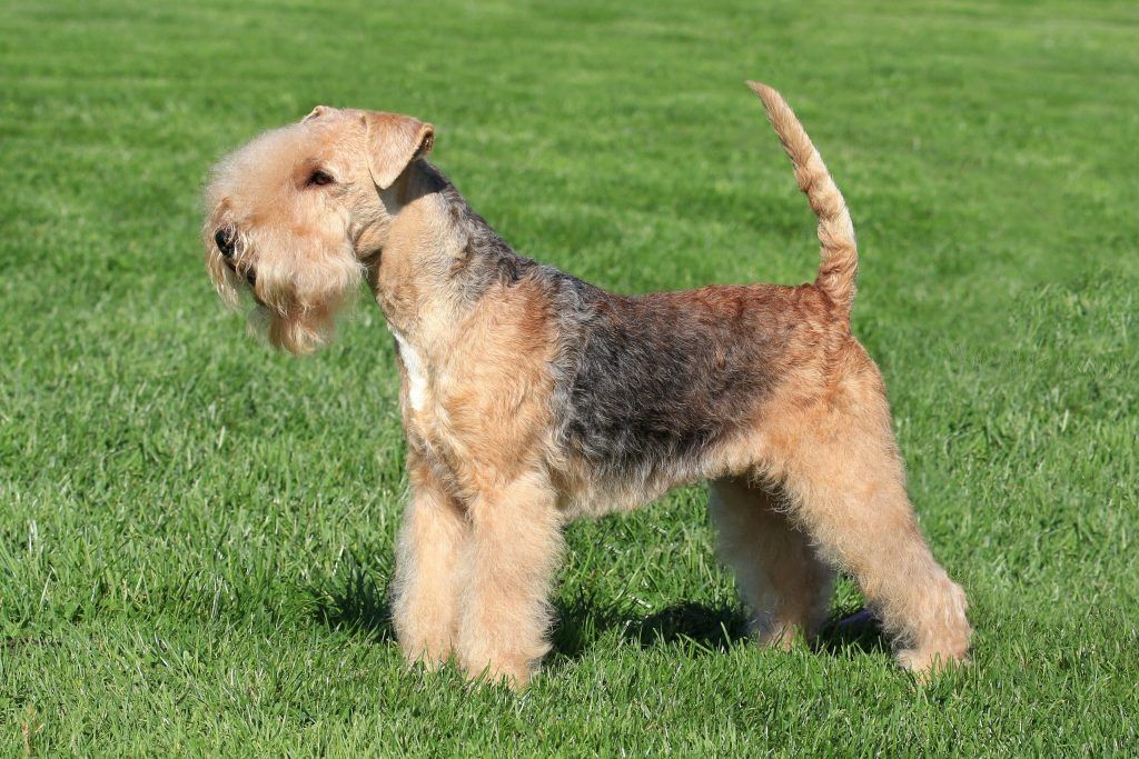 Terrier de Lakeland razas de perros hipoalergénicos
