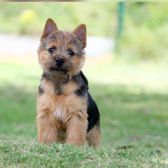 Terrier de Norwich razas de perros hipoalergénicos