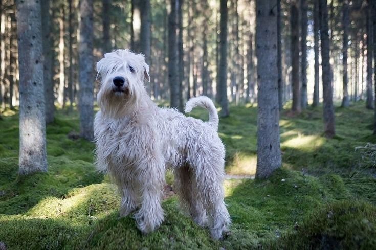 Terrier de trigo de capa suave razas de perros hipoalergénicos