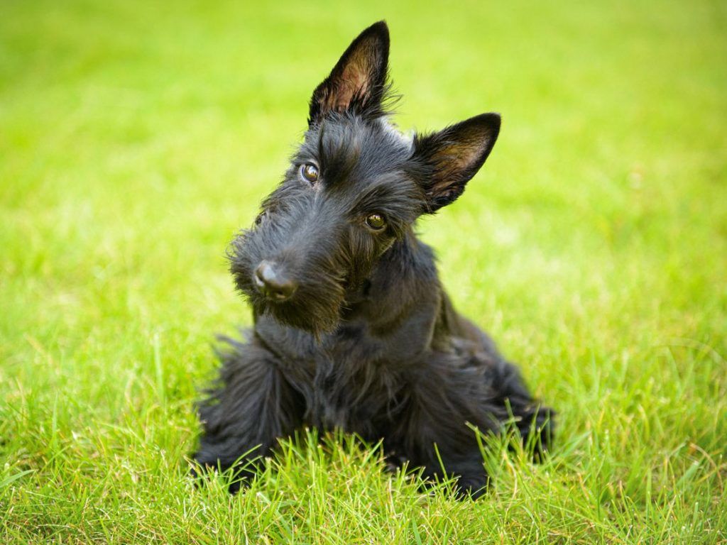 Terrier escocés razas de perros hipoalergénicos