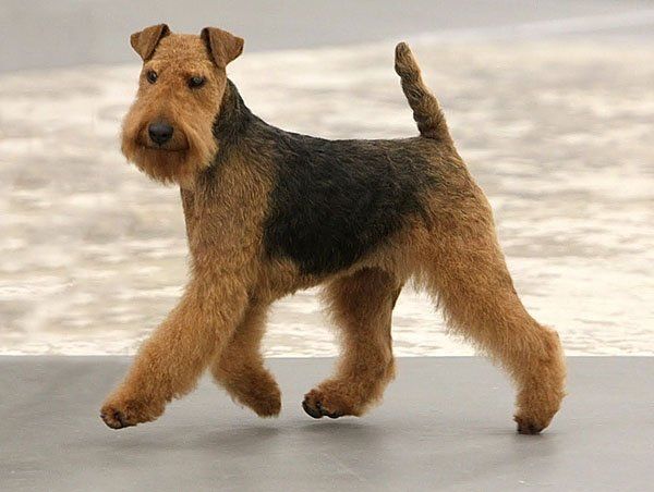 Terrier galés razas de perros hipoalergénicos