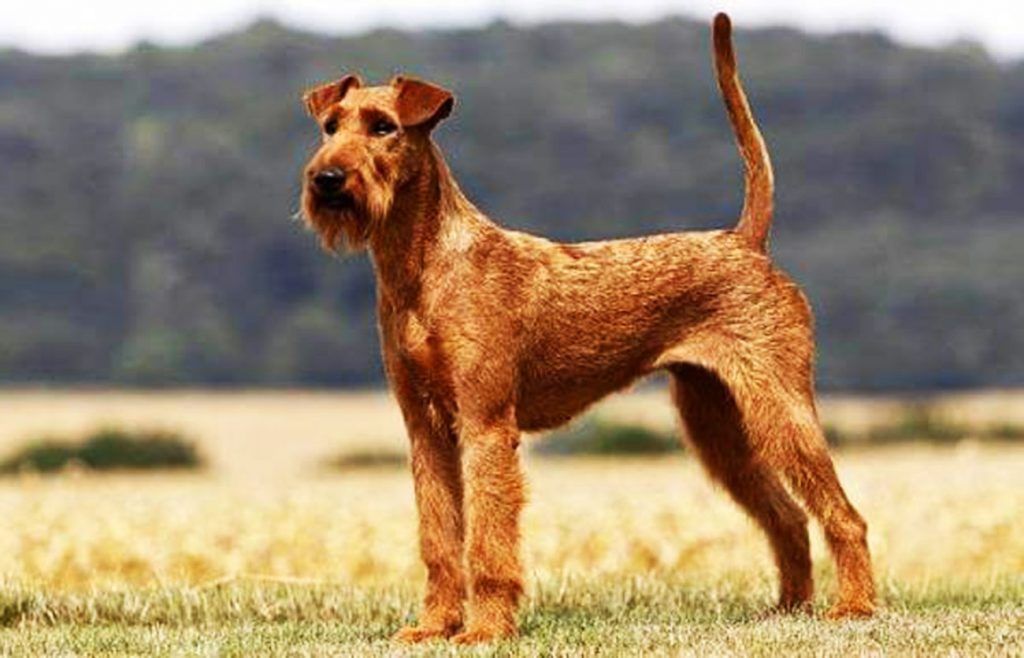 Terrier irlandés razas de perros hipoalergénicos