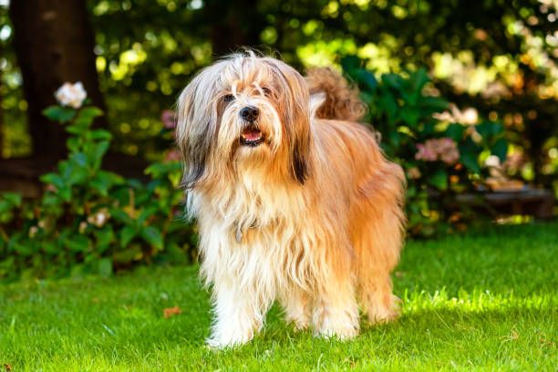 Terrier tibetano razas de perros hipoalergénicos