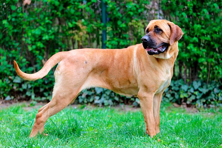 Tosa-Inu razas de perros más fuertes