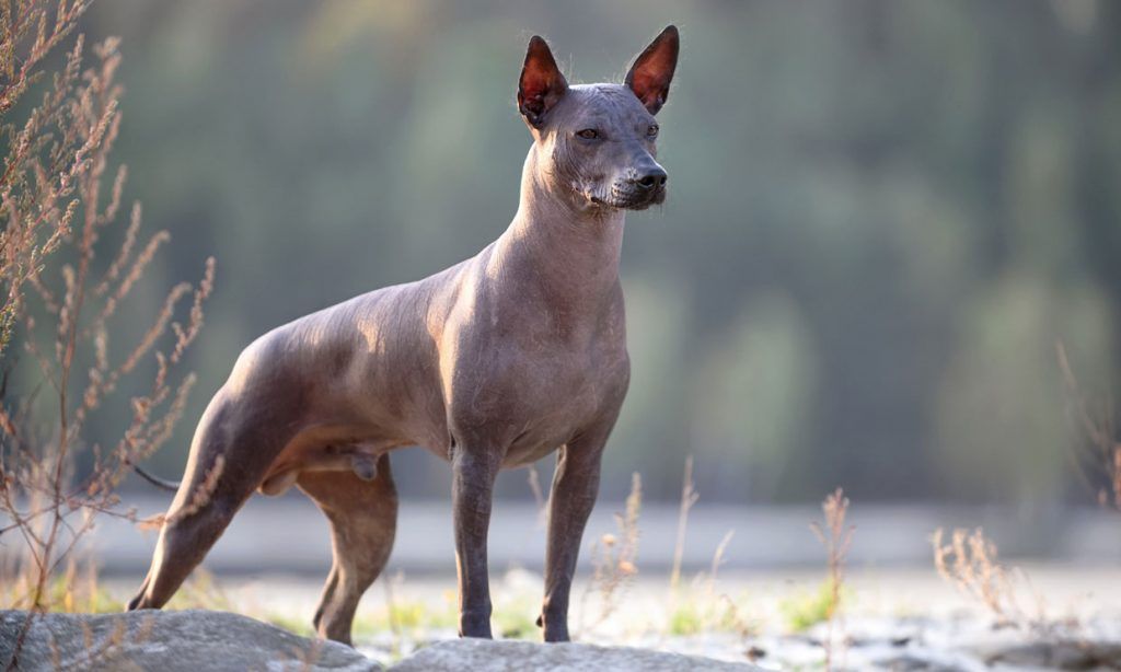 Xoloitzcuintli (Xolo) razas de perros pequeños más fuertes
