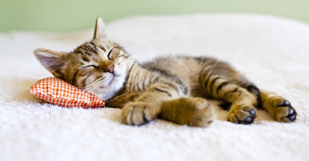 Cuál es el significado de las posiciones para dormir del gato