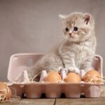 ¿Los gatos pueden comer huevos crudos?