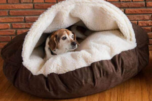 Modelo de cama para perros: ¿cómo elegir la mejor?