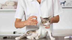 Perfume para gatos: es bueno o malo para el gatito